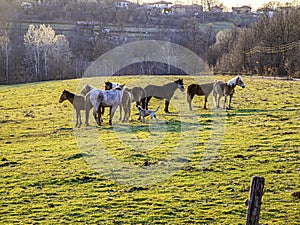 Horses in a village meadow. photo
