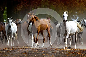 horses on the village road