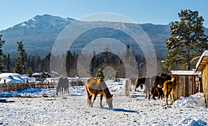 Horses in the village in the Ural Mountains