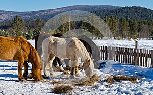 Horses in the village in the Ural Mountains