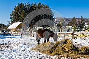 Horses in the village in the Ural Mountains