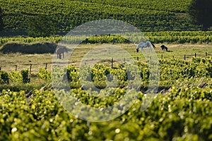 Horses and vineyards of Beaujolais, France