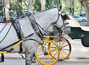 Horses with vintage carriages