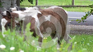 Horses visiting garden ion Ireland - Mare and freshly born baby horse