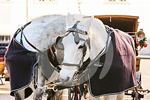 Horses with wagons in winter on the main square of Salzburg in Austria. Entertainment of tourists, riding. Vacation