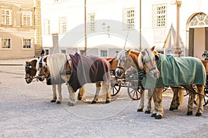 Horses with wagons in winter on the main square of Salzburg in Austria. Entertainment of tourists, riding. Vacation