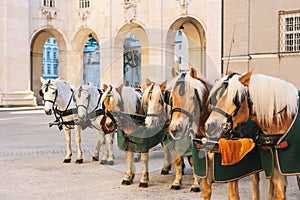 Horses with wagons in winter on the main square of Salzburg in Austria. Entertainment of tourists, riding. Vacation