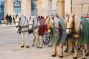 Horses with wagons in winter on the main square of Salzburg in Austria. Entertainment of tourists, riding. Vacation