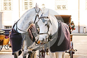 Horses with wagons in winter on the main square of Salzburg in Austria. Entertainment of tourists, riding. Vacation