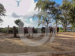 Horses waiting for riders