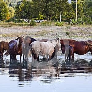 Horses walk in line with a shrinking river. The life