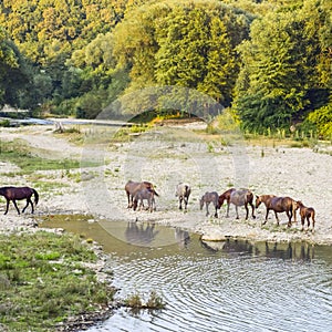 Horses walk in line with a shrinking river. The life of