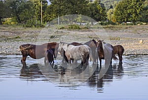 Horses walk in line with a shrinking river. The life of horses