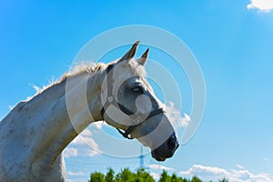 Horses on a walk on a warm Sunny day