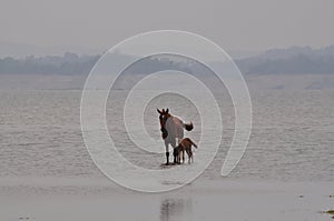 Horses walk on water at a lake in the mountains.