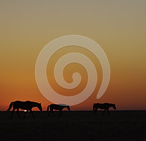 Horses walking against a setting sun, sihouetted