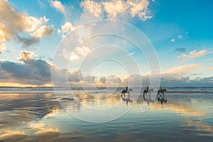 Horses walking on the beach at sunset