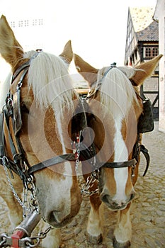 Horses, walking and face outdoor with bridle for carriage in medieval town, parade or transport on street. Pony, animals