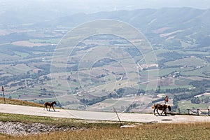 Horses walking on a mountain road, above a big valley