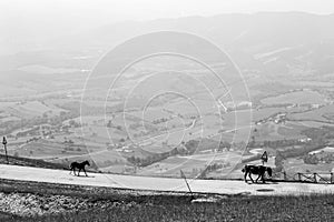 Horses walking on a mountain road, above a big valley