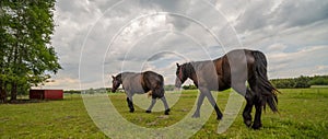 Horses walking nobly through the meadow, above them, a dramatically cloudy sky.