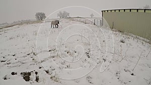 Horses Walking Past Through Snow During Colorado Winter