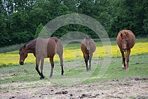 Horses walking in pasture