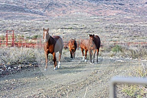 Horses walking the ranch in West Texas