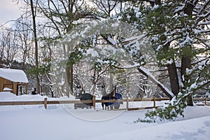 Horses walking in the snow