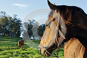 A horses watchful eye on his buddy