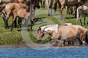 Horses are in the water and drink water. Bashkiria