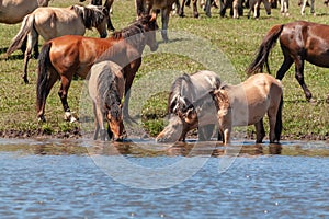 Horses are in the water and drink water. Bashkiria
