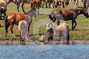 Horses are in the water and drink water. Bashkiria