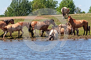 Horses are in the water and drink water. Bashkiria