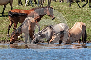 Horses are in the water and drink water. Bashkiria