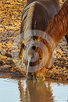 Horses At Water Hole
