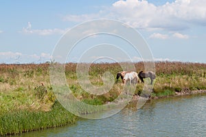 Horses by the water photo