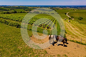 Horses at water trough and vineyards, Jura France