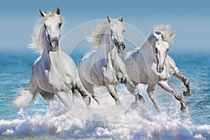 Horses in water