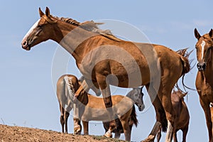 Horses at a watering place drink water and bathe during strong heat and drought