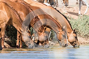 Horses at a watering place drink water and bathe during strong heat and drought photo