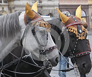 Horses Wearing Hats