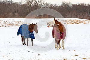 Horses wearing horse turnout blanket during winter with snow in pasture.