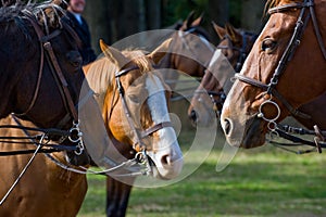 Horses wearing riding tack