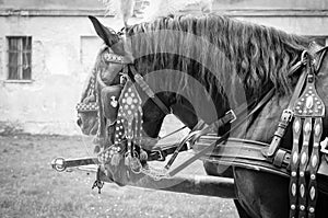 Horses of wedding carriage