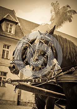 Horses of wedding carriage