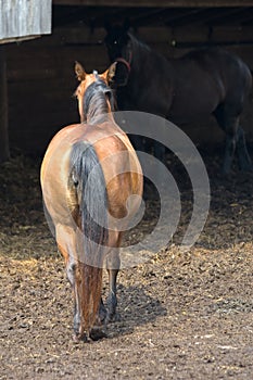 Horses on West Virginia Farm