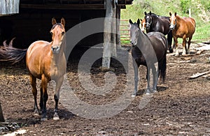 Horses on West Virginia Farm