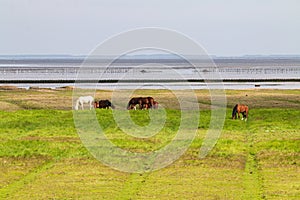 Horses in the Westpolder salt marshes, Netherlands