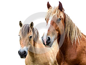 Horses on a white background